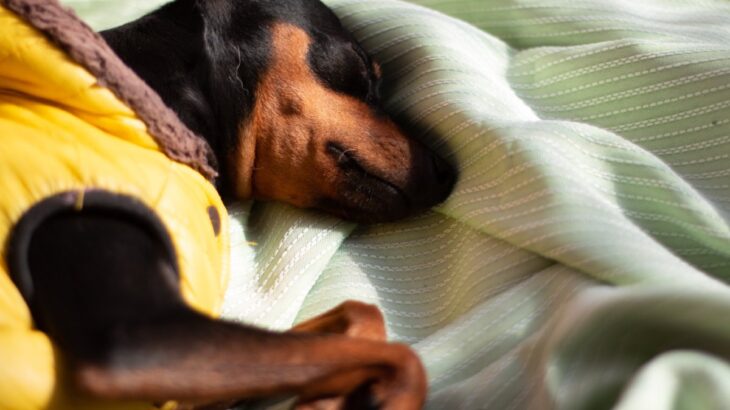 犬が誤食すると危険な『虫』5選　万が一食べてしまったときの症状とは？(ブログ)