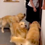 女の子が学校から帰宅→玄関を開けた瞬間、３匹の大型犬が…幸せが渋滞している『最高のおかえりなさい』が49万再生「相思相愛」「なんて素敵」(ブログ)