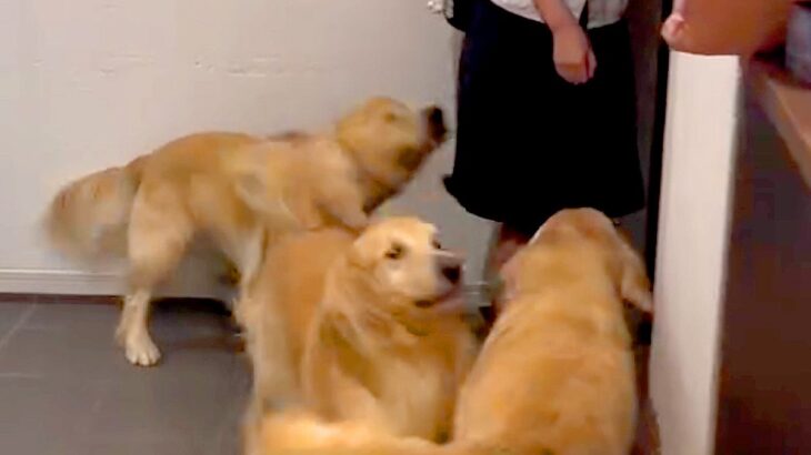 女の子が学校から帰宅→玄関を開けた瞬間、３匹の大型犬が…幸せが渋滞している『最高のおかえりなさい』が49万再生「相思相愛」「なんて素敵」(ブログ)