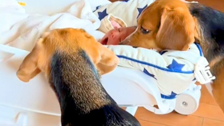 赤ちゃんが寝ているベッドに近付く2匹の犬→気になって仕方なく…可愛いが大渋滞している光景が3万再生「思いっきりクンクンｗ」「優しい」(ブログ)