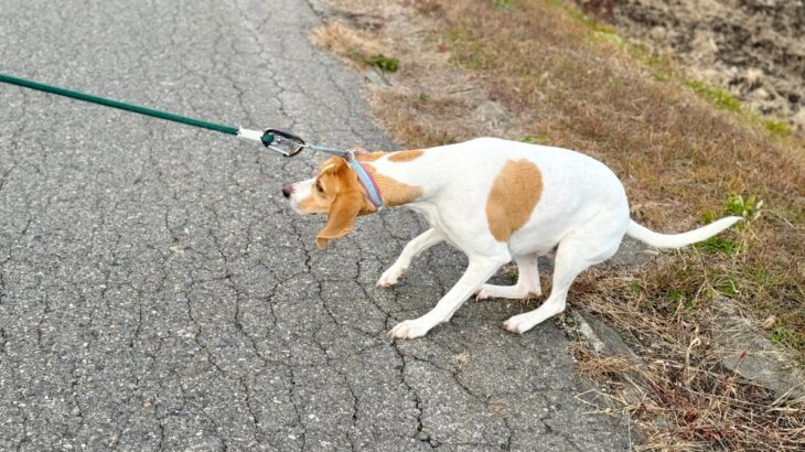 犬が『固まって動かない』ときの心理7選　フリーズする謎行動の意味や対処法まで(ブログ)
