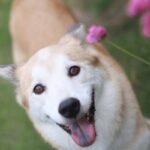 犬が何かを伝えようとしているときにみせる行動3選　変化に気づくためのポイントや正しい対応まで(ブログ)