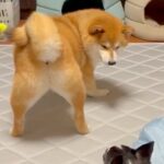 ケンカしている2匹の犬→『緊張感が漂っている』と思いきや…まさかの『お尻での誘い』に3万いいね「想像の5倍誘ってて草」「見事なおちりｗ」(ブログ)