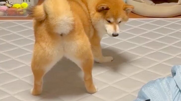 ケンカしている2匹の犬→『緊張感が漂っている』と思いきや…まさかの『お尻での誘い』に3万いいね「想像の5倍誘ってて草」「見事なおちりｗ」(ブログ)
