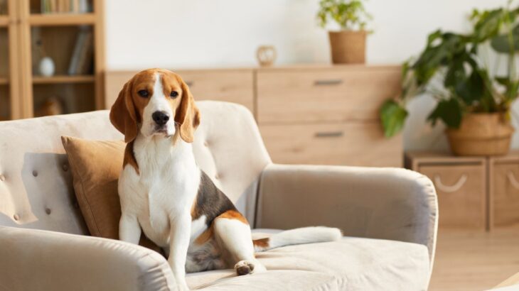 犬が『ソファに乗っかる』理由4選　高いところに乗りたがる心理や対策まで(ブログ)