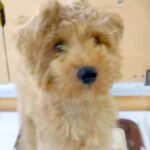 『35000円で売れ残った犬』を発見→『絶対幸せにしたい』と決意した結果…思わず涙が出る『７年後の現在』に反響「運命」「素敵な出会い」(ブログ)