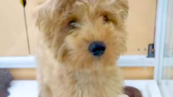 『35000円で売れ残った犬』を発見→『絶対幸せにしたい』と決意した結果…思わず涙が出る『７年後の現在』に反響「運命」「素敵な出会い」(ブログ)