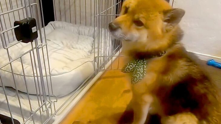 犬が新しいベッドを使わないので『座って匂いを付けた』結果→お留守中に…家族が目撃した『まさかの行動』に反響「なんて愛おしい」「オチｗ」(ブログ)