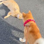 散歩中の犬が『グイグイくる野良猫』に遭遇した結果…予想外すぎる『まさかの展開』が91万再生「そういうパターンもあるのｗ」「あざと可愛い」(ブログ)