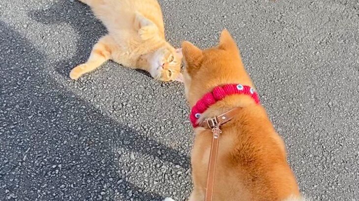 散歩中の犬が『グイグイくる野良猫』に遭遇した結果…予想外すぎる『まさかの展開』が91万再生「そういうパターンもあるのｗ」「あざと可愛い」(ブログ)