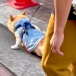 散歩から帰ってこないパパと犬→様子を見に行ったら、なにやら揉めていて…まさかの光景と『愛おしい展開』に反響「作戦成功ｗ」「ニコニコで草」(ブログ)