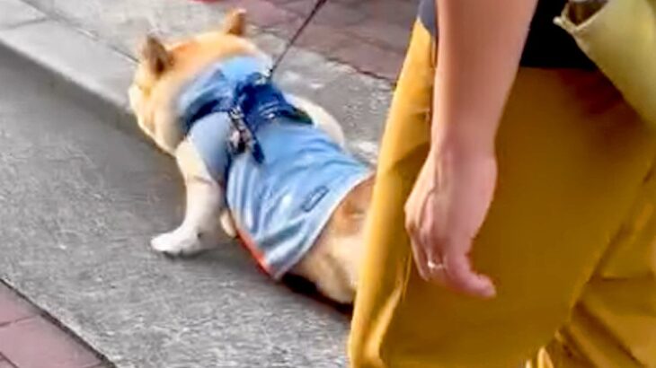 散歩から帰ってこないパパと犬→様子を見に行ったら、なにやら揉めていて…まさかの光景と『愛おしい展開』に反響「作戦成功ｗ」「ニコニコで草」(ブログ)