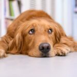 犬が『暇すぎる』と言っているときにみせるサイン5選　つまらないと感じる時間が長いとどうなるの？(ブログ)