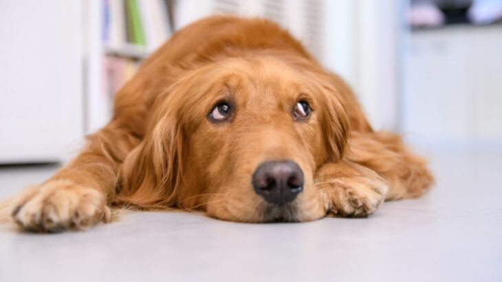 犬が『暇すぎる』と言っているときにみせるサイン5選　つまらないと感じる時間が長いとどうなるの？(ブログ)