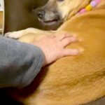 お母さんに撫でられて嬉しそうな元野犬→お父さんも撫でようとしたら…あからさま過ぎる『態度の違い』が12万再生「顔ｗｗ」「声出して笑った」(ブログ)
