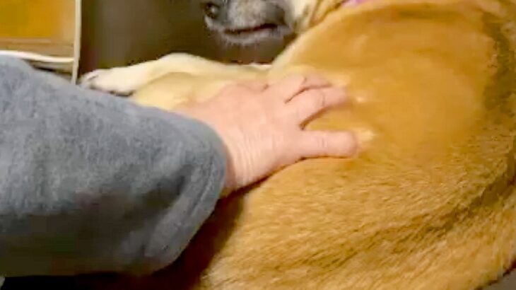 お母さんに撫でられて嬉しそうな元野犬→お父さんも撫でようとしたら…あからさま過ぎる『態度の違い』が12万再生「顔ｗｗ」「声出して笑った」(ブログ)