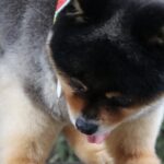 丸太に乗る小型犬を撮影した結果→想定以上に『既視感のある光景』が3万いいね「子グマじゃないの…？」「鮭忘れてきてますね」驚きと絶賛の声(ブログ)