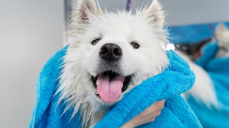 犬は雨で濡れる度にシャンプーが必要？正しいケアの手順や雨対策をご紹介(ブログ)
