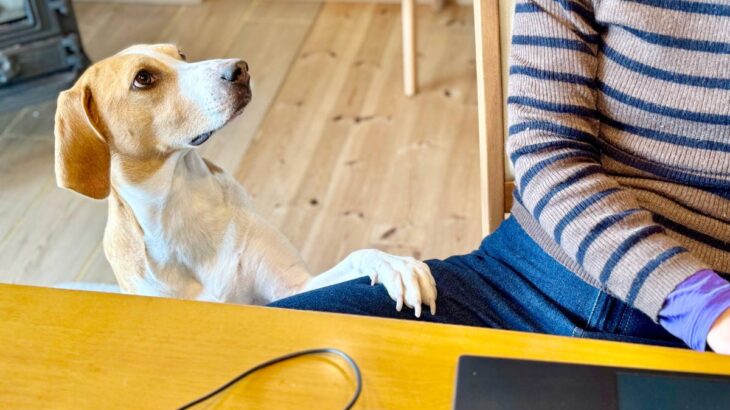『わがままな犬』は本当にわがままなの？困った行動や態度の裏側にある本当の理由3選(ブログ)