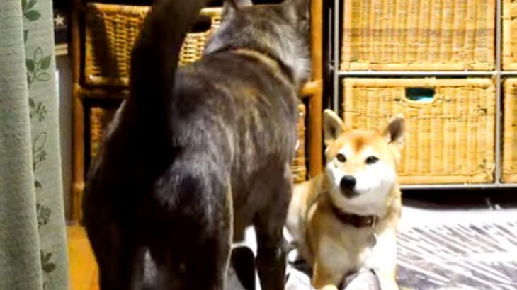 カーペットにイタズラする犬を発見→叱ろうとしたら、同居犬が来て…涙が出るほど『健気な行動』が148万再生「優しい…」「心打たれた」と感動(ブログ)