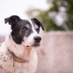 犬が『警戒中』に見せるサイン4選　落ち着かせるためのコツから注意すべきNG行動まで(ブログ)