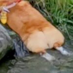 夏、散歩中に水で体を冷やす犬→想定以上に『気持ちよさそうな光景』に19万いいね集まる「食パンの川流れ」「冷やしコーギーｗ」と大反響(ブログ)