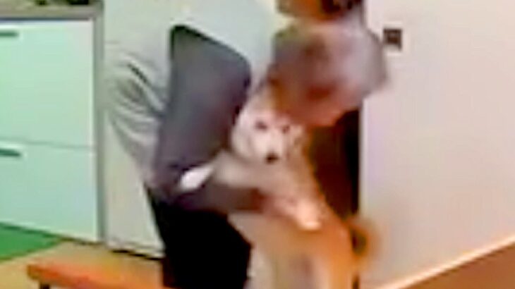 おばあちゃんと犬がお留守番→ふとペットカメラを『のぞき見』した結果…まるで人の子供？尊すぎる光景が42万再生「笑い止まらん」「ほっこり」(ブログ)