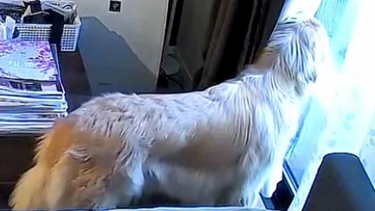 歯医者のため外出→留守番している犬をカメラで覗いた結果…尊すぎる『今すぐ帰りたくなる光景』が61万再生「たまらん」「愛に溢れてる」と反響(ブログ)