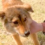 人間を警戒している『元野犬』を飼った結果→お散歩で距離が近づき…別犬級の『泣けるビフォーアフター』に反響「表情が…」「顔つき変わった」(ブログ)