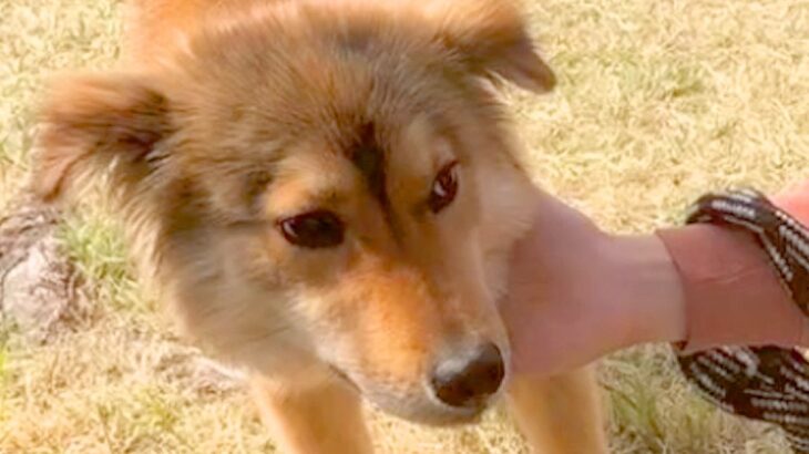人間を警戒している『元野犬』を飼った結果→お散歩で距離が近づき…別犬級の『泣けるビフォーアフター』に反響「表情が…」「顔つき変わった」(ブログ)