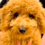 5万円で売れ残っていた犬→『夫の反対』を押し切り飼った結果…涙溢れる『まさかの光景』に反響「迎えられる運命だった」「幸せそう」と3万再生(ブログ)