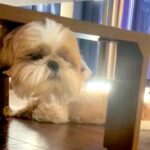 『超ビビったｗｗ』犬が床で伏せていると思ったら、頭と体が分裂して…可愛すぎる『イリュージョンな光景』に反響「頭でかくて草」「こわｗ」(ブログ)
