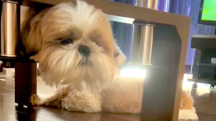 『超ビビったｗｗ』犬が床で伏せていると思ったら、頭と体が分裂して…可愛すぎる『イリュージョンな光景』に反響「頭でかくて草」「こわｗ」(ブログ)