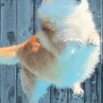 『何の生き物か分からない』プールに飛び込む犬を撮影した結果→衝撃の光景に2万いいね集まる「トトロかな？」「ポケモンかと思ったｗ」と反響(ブログ)