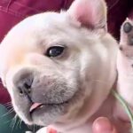 動物病院で健康診断を受ける『生後25日の赤ちゃん犬』→ぬいぐるみのような『悶絶必至の診察』が68万再生「天使…」「お腹ぽんぽん最高」(ブログ)