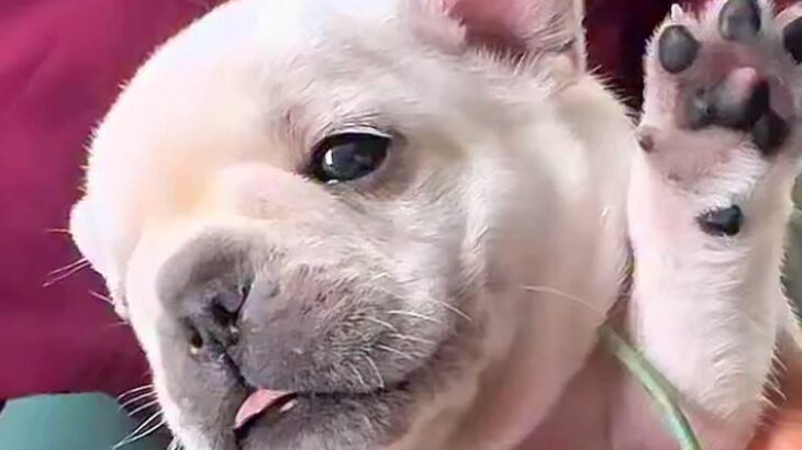 動物病院で健康診断を受ける『生後25日の赤ちゃん犬』→ぬいぐるみのような『悶絶必至の診察』が68万再生「天使…」「お腹ぽんぽん最高」(ブログ)