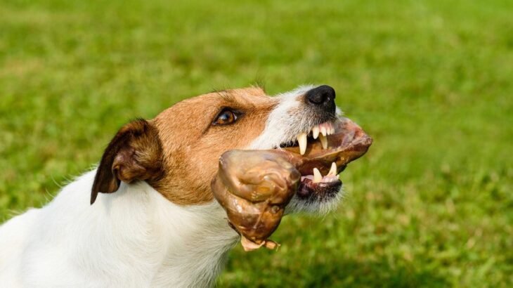 犬が飼い主に向かって『唸る』のはどうして？5つの心理から適切な対処法まで解説(ブログ)