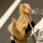 夜道でパパを発見した瞬間、走り出した犬→熱烈歓迎するかと思いきや…予想外だった『コントのような行動』に爆笑「笑いわかってるｗ」「吹いた」(ブログ)
