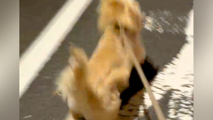 夜道でパパを発見した瞬間、走り出した犬→熱烈歓迎するかと思いきや…予想外だった『コントのような行動』に爆笑「笑いわかってるｗ」「吹いた」(ブログ)