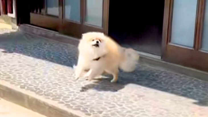 『4時間ぶりに犬と再会』した結果→もはや4年ぶり？愛に溢れている『熱烈歓迎』が6万再生「久々の帰省と思ったらｗ」「可愛すぎる」と反響(ブログ)