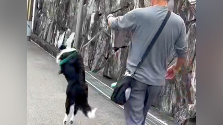『大好きなおじさん』と一緒にお散歩した犬→歩いていたら、嬉しくなりすぎて…テンションMAXになった『想像を超える行動』に反響飛びすぎｗ」(ブログ)