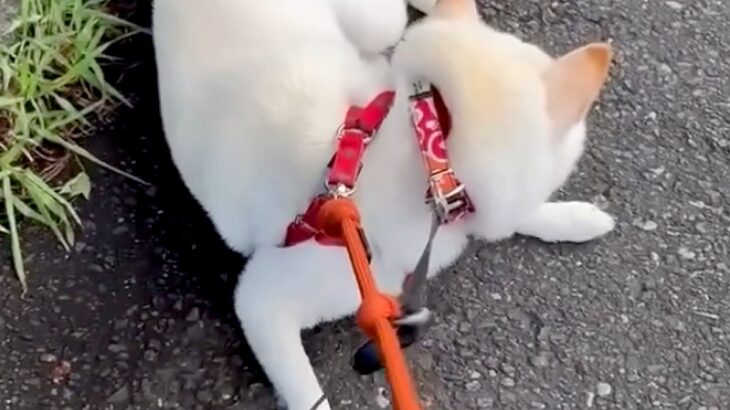散歩中、足が痛くなったママ→一人で先に帰宅すると、犬が気づいて…愛に溢れた『まさかの行動』が泣けると反響「優しい…」「感動」と5万再生(ブログ)