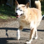 犬の歩行に支障をきたす『ナックリング』とは？　主な原因や症状から注意すべきサインまで解説(ブログ)