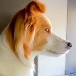 『窓から外を見るときは手をかけないでね』と犬に伝えた結果…ジワジワくる『まさかの光景』が10万再生「ちゃんと守ってて草」「お利口さんｗ」(ブログ)