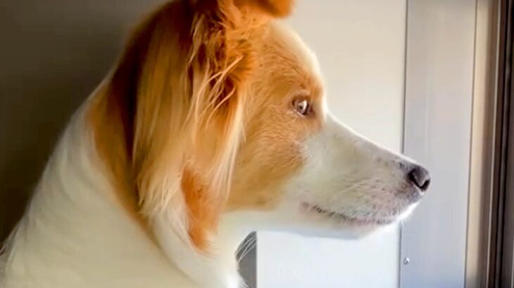『窓から外を見るときは手をかけないでね』と犬に伝えた結果…ジワジワくる『まさかの光景』が10万再生「ちゃんと守ってて草」「お利口さんｗ」(ブログ)