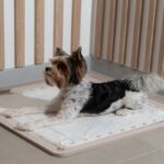 犬が『トイレで寝てしまう』理由4選　今から実践できる具体的な対処法をご紹介(ブログ)