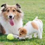 老犬と子犬を一緒に飼うのは問題ない？年齢の違いに配慮した接し方と生活の工夫をご紹介(ブログ)