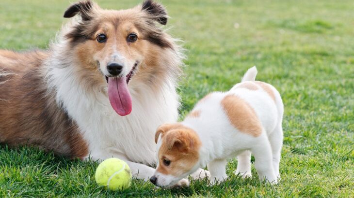 老犬と子犬を一緒に飼うのは問題ない？年齢の違いに配慮した接し方と生活の工夫をご紹介(ブログ)