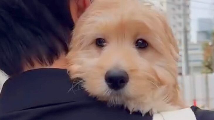 軽々と抱えられる大型犬の赤ちゃん→10ヶ月後…大きくなっても『赤ちゃんすぎる光景』が可愛すぎると14万再生「バブみ強いｗ」「愛されてる」(ブログ)
