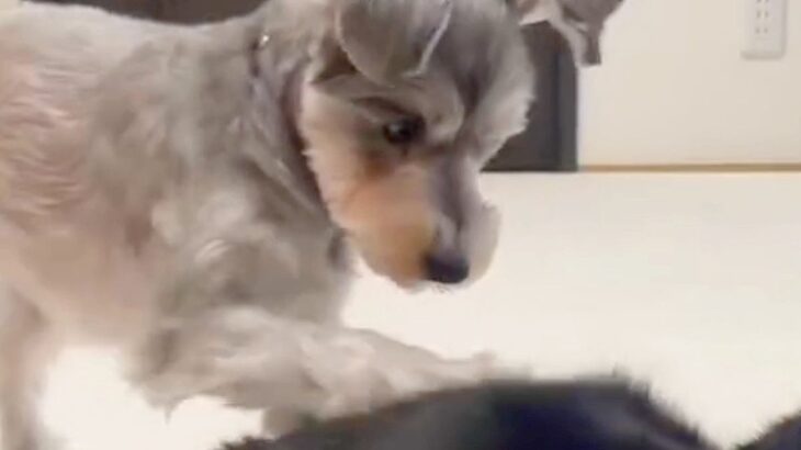 同居猫のことが大好きな犬→前足で体を触った後に…思いもよらない『まさかの行動』が31万再生「目バッキバキで草」「面白すぎるｗｗ」と爆笑(ブログ)